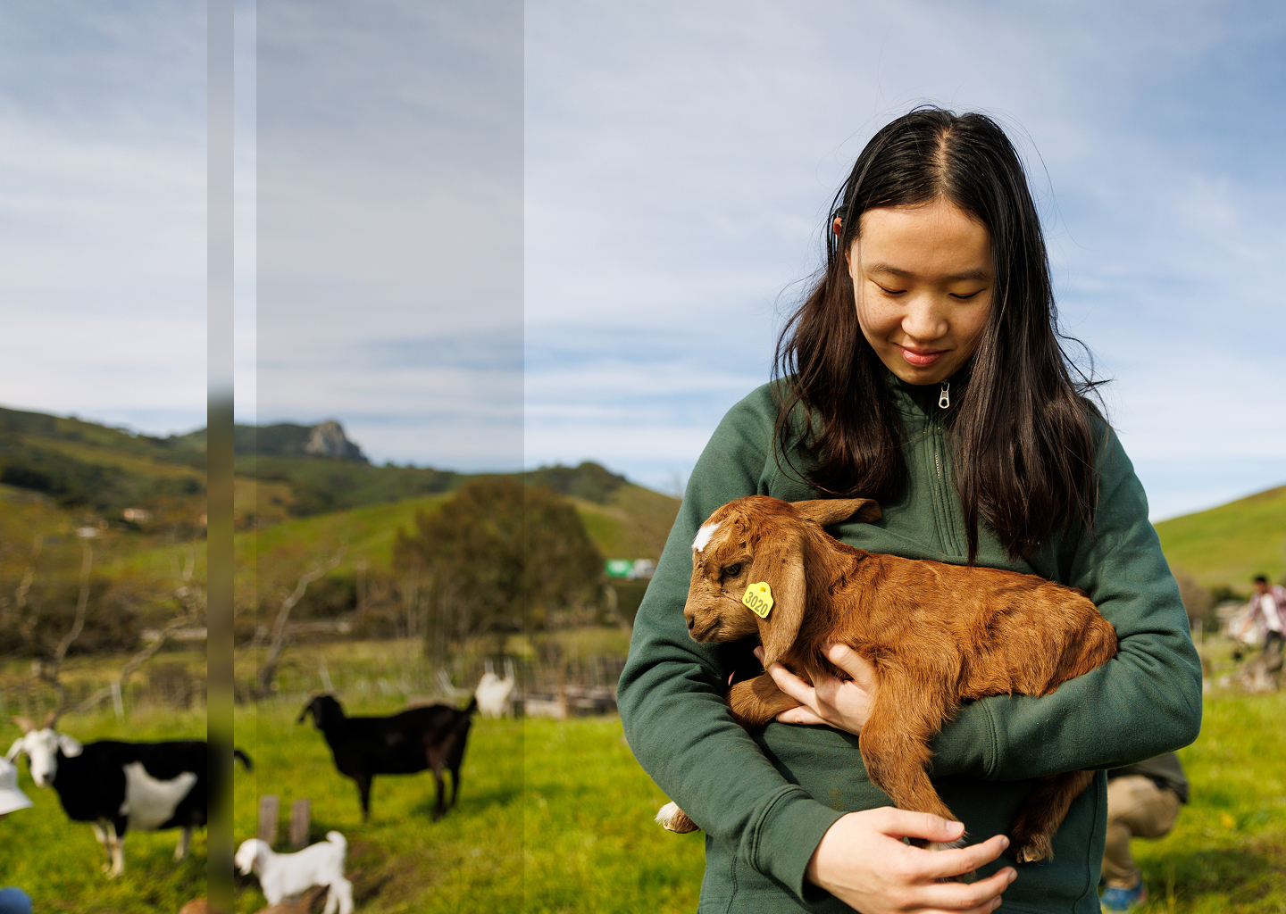 A student in a pasture holding a baby goat