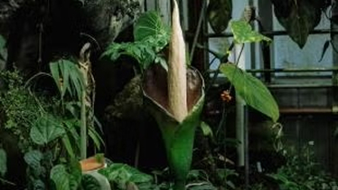 Corpse flower in bloom